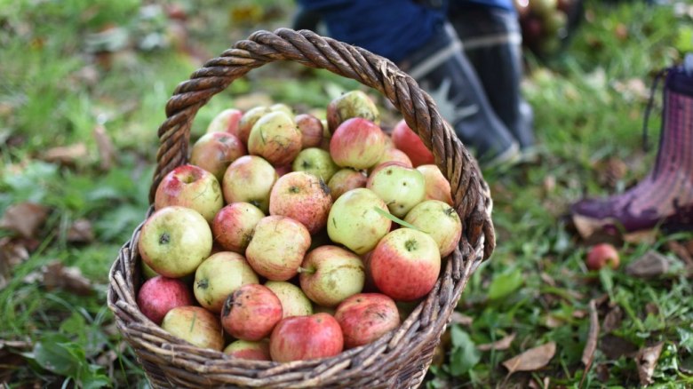 Äpfel, © Naturpark Jauerling-Wachau