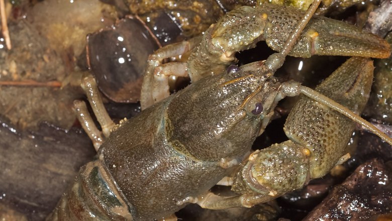 Steinkrebs (Austropotamobius torrentinum), © David Sandler