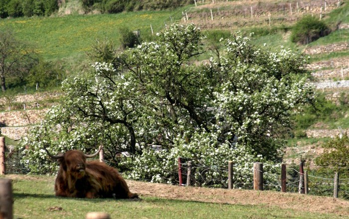 Frühling auf der Weide, © Gerold Munk