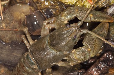 Steinkrebs (Austropotamobius torrentinum), © David Sandler