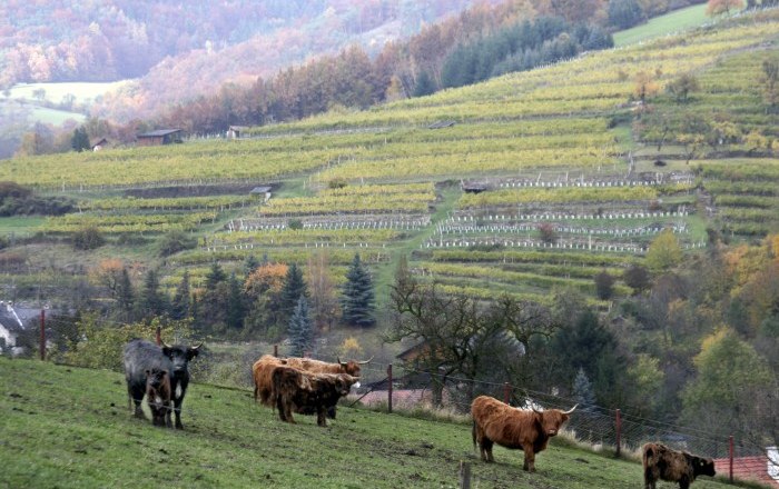 Hochlandrinder auf der Weide, © Gerold Munk