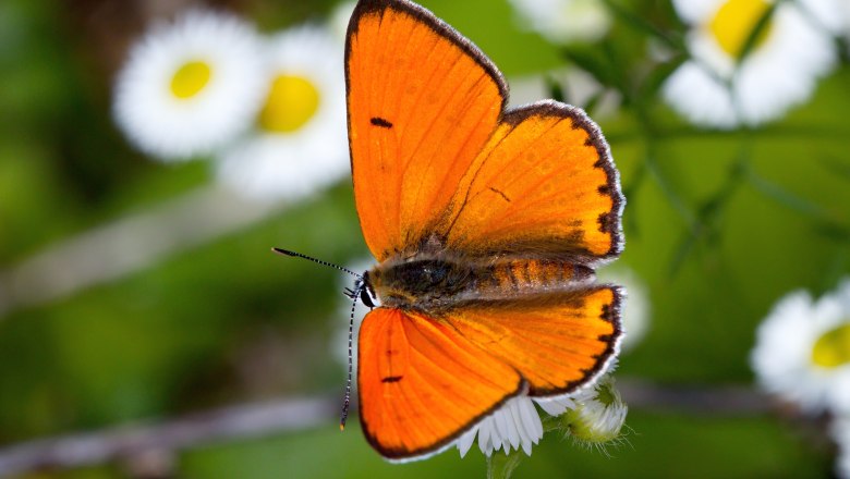 Großer Feuerfalter (Lycaena dispar), © Chris Laistler/Branding Brothers