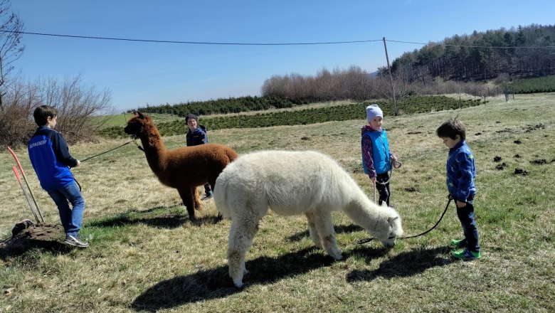 Alpakawanderung mit Kindern, © Naturpark Jauerling Wachau