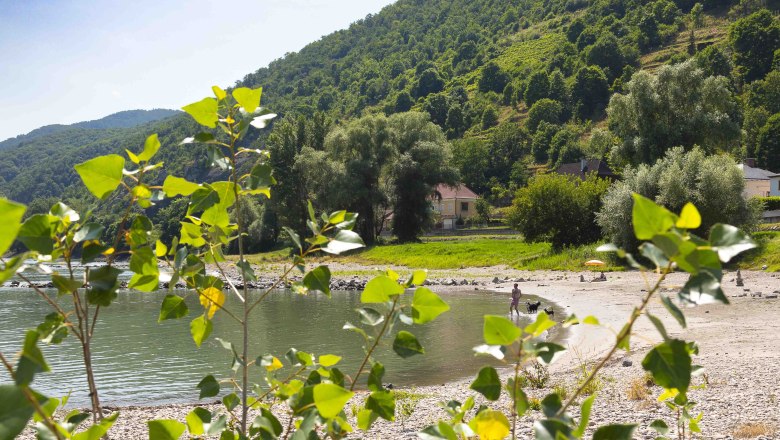 Grüne Landschaft mit Flussufer, Bäumen und einem Haus im Hintergrund., © Donau NÖ Tourismus_Barbara Elser