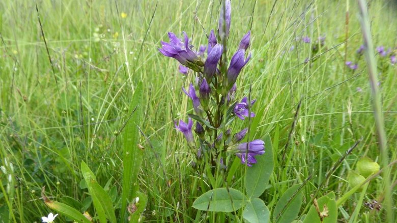 Böhmischer Kranzenzian (Gentianella bohemica), © Reinhard Kraus