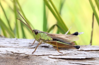 Sumpf-Grashüpfer (Pseudochorthippus montanus), © Günther Wöss