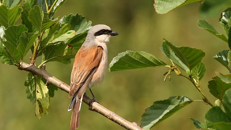 Neuntöter (Lanius collurio), © Wolfram Riech