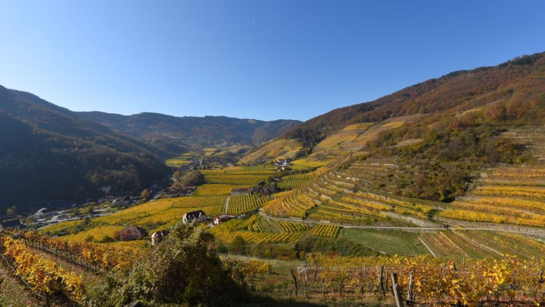 Weingärten im Spitzer  Graben, © Fam. Piewald