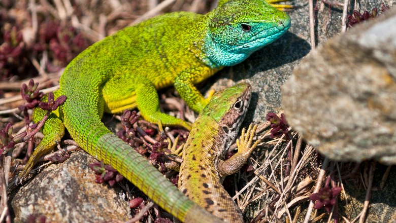 Smaragdeidechse (Lacerta viridis), © Markus Haslinger