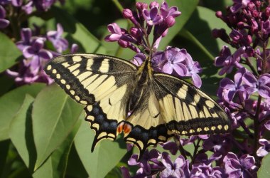 Schwalbenschwanz (Papilio machaon) , © Eduard Stummvoll