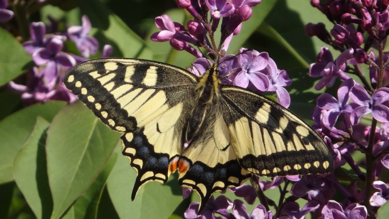 Schwalbenschwanz (Papilio machaon) , © Eduard Stummvoll