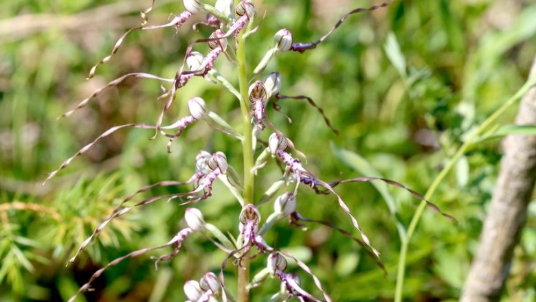 Adriatische Riemenzunge (Himantoglossum adriaticum), © Reinhard Kraus