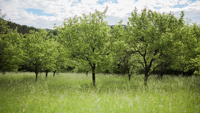 Streuobstwiese, © Chris Laistler brandingbrothers.at