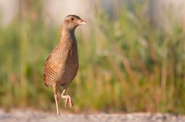 Wachtelkönig (Crex crex), © shutterstock tcreaticmedia