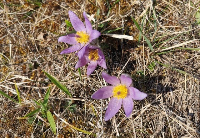 Große Kuhschelle (Pulsatilla grandis), © Reinhard Kraus