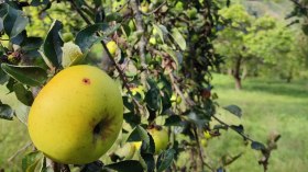 Obstbaum, © npjw