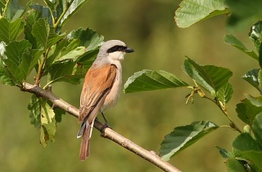 Neuntöter (Lanius collurio), © Wolfram Riech