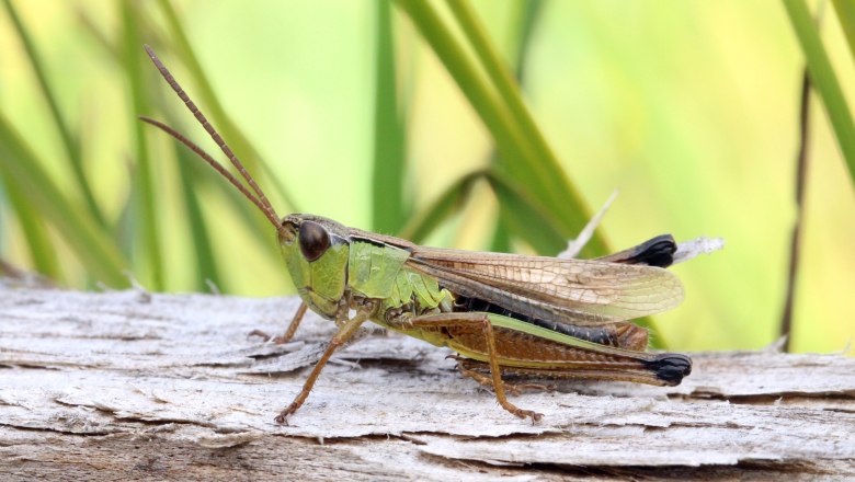 Sumpf-Grashüpfer (Pseudochorthippus montanus), © Günther Wöss