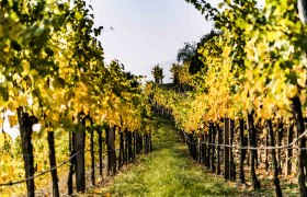 Weinrieden im Herbst, © Donau NÖ/Robert Herbst