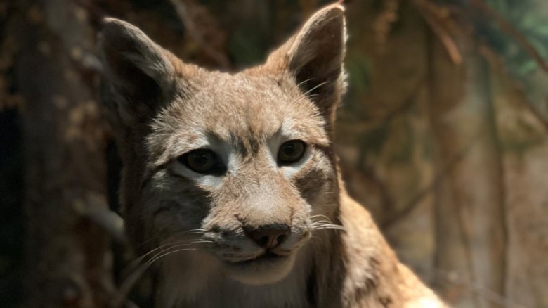 Luchs, © Marcus Zuba