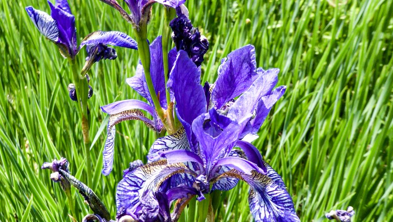 Sibirische Schwertlilie (Iris sibirica), © npjw