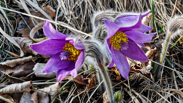 Kuhschelle (Pulsatilla grandis) in Zehentegg, © Reinhard Kraus