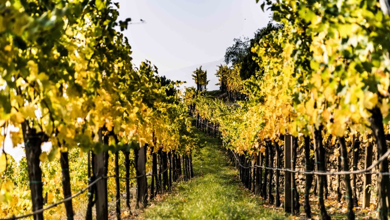 Weinrieden im Herbst, © Donau NÖ/Robert Herbst