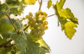 Weinreben mit Blätter und Trauben, © Österreich-Werbung