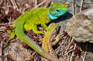 Smaragdeidechse (Lacerta viridis), © Markus Haslinger