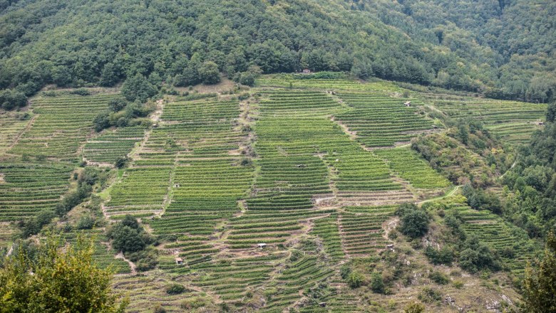 Weingärten im Spitzer Graben, © Fam. Piewald