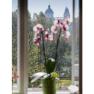 Blick aus Fenster mit Orchidee, im Hintergrund Kirchtürme und Bäume., © Haus Seegarten