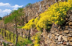 Steinterrassen mit Steinkraut/Wachauer Edelweiss, © Markus Haslinger