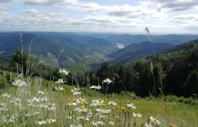 View from the Wachau Terrace, © Naturpark Jauerling-Wachau