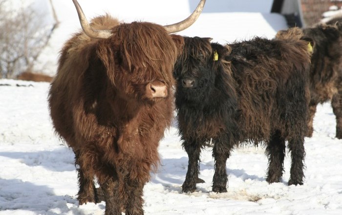 Hochlandrinder im Winter, © Gerold Munk