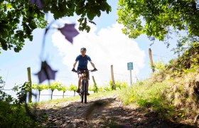 Mountainbiker bei der Abfahrt, © Donau NÖ Tourismus/Barbara Elser