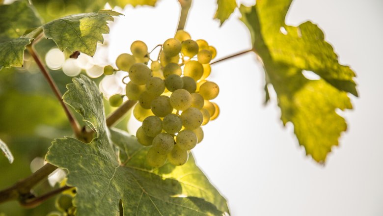 Weinreben mit Blätter und Trauben, © Österreich-Werbung