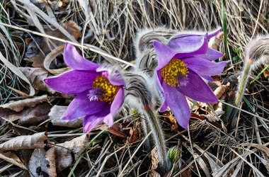 Kuhschelle (Pulsatilla grandis) in Zehentegg, © Reinhard Kraus