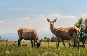 Wirtshaus mit Wildgehege, © Niederösterreich Werbung/Daniela Führer